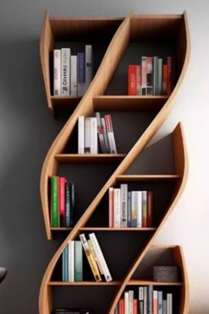 Contemporary S-Shaped Wooden Bookshelf Display Rack